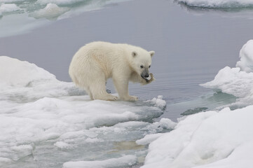 Naklejka na ściany i meble Polar bear cub (Ursus maritimus) playing with a piece of ice, Svalbard Archipelago, Barents Sea, Norway