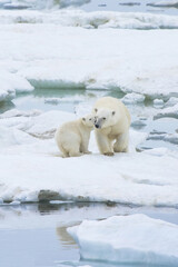 Mother polar bear with one cub (Ursus Maritimus) walking on the ice, Wrangel Island, Chuckchi Sea, Russian Far East, Asia © Gabrielle