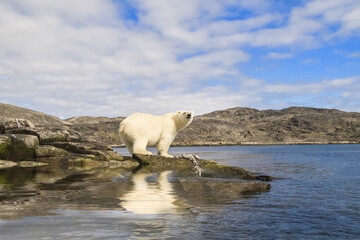 Polar Bear (Ursus maritimus) feeding on a seal carcass, In the background a zodiac cruising, Button...