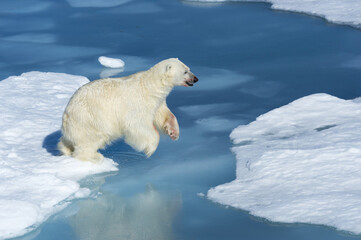 Male Polar Bear (Ursus maritimus) with blood on his nose jumping over ice floes and blue water,...