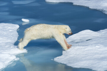 Male Polar Bear (Ursus maritimus) with blood on his nose jumping over ice floes and blue water, Spitsbergen Island, Svalbard archipelago, Norway, Europe © MC Photos