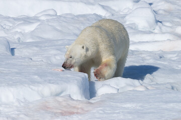 Male Polar Bear (Ursus maritimus) on the pack ice, feeding on the remains of a preyed seal,...