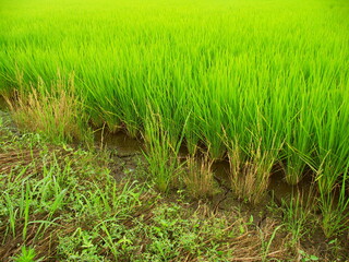 ハキダメギク咲く畦と青田風景