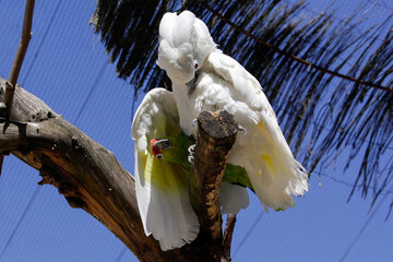 The courtship of the white cockatoo and red-crowned amazon. Dating. Love. High quality photo