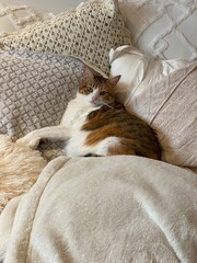 2 years old Ms. Macaron, surrounded by pillows and cushions on bed, year 2022 July Tokyo Japan