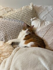 2 years old Ms. Macaron, surrounded by pillows and cushions on bed, year 2022 July Tokyo Japan
