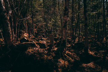 Obraz premium huge boulders in the forest