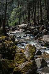  river in the forest