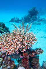 Picturesque coral reef at the bottom of tropical sea, great table coral, underwater landscape