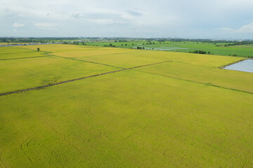 Obraz premium aerial view from flying drone of Field rice with landscape green pattern nature background, top view field rice