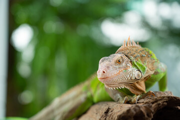 lizard, animal, green lizard with blur background