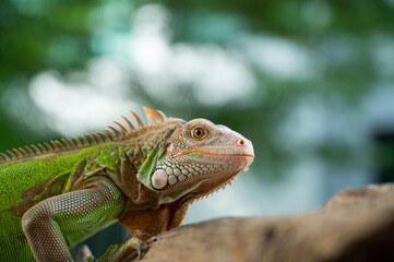 lizard, animal, green lizard with blur background