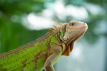 lizard, animal, green lizard with blur background