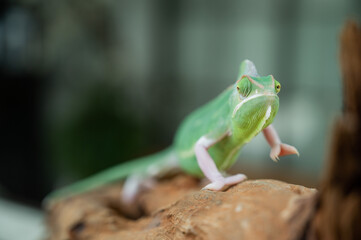lizard, chameleon with blur background