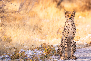Gepard (Acinonyx jubatus) im Etosha Park © Jearu
