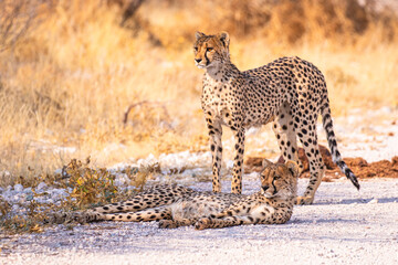 Fototapeta na wymiar Gepard (Acinonyx jubatus) im Etosha Park