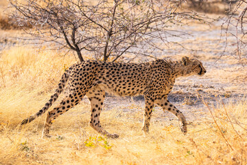 Gepard (Acinonyx jubatus) im Etosha Park