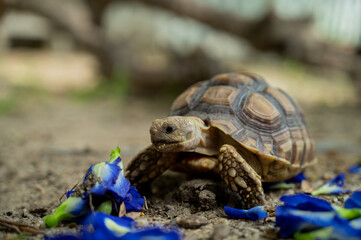 Sucata tortoise on the ground