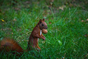 Sciurus vulgaris