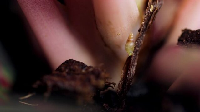 Close up view and low light of Odostomia cf. Sperabilis. A tiny snail are feeding beside of plant.