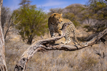 Afrikanischer Leopard in Namibia, Leopardensichtung während dem Safari Game Drive
