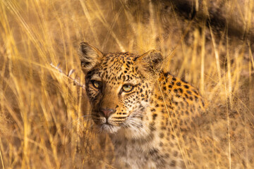 Afrikanischer Leopard in Namibia, Leopardensichtung während dem Safari Game Drive