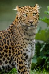 Fototapeta na wymiar Nordchinesischer Leopard (Panthera pardus japonensis)