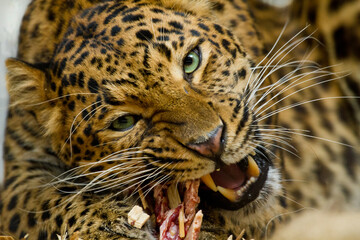 Nordchinesischer Leopard (Panthera pardus japonensis) beim Fressen