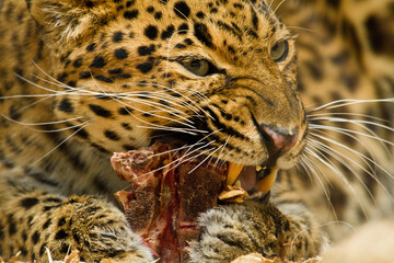 Nordchinesischer Leopard (Panthera pardus japonensis) beim Fressen