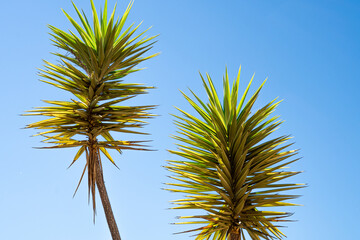 Yucca Aloifolia branches isolated against blue sky.