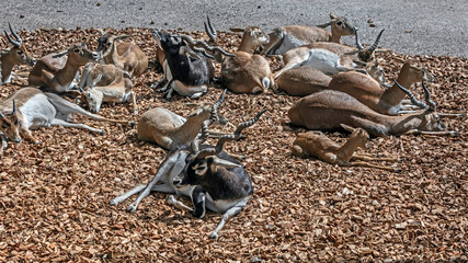 Persian goitered gazelles on the ground. Latin name - Gazella subgutturosa