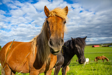Obraz premium Cute horses on an Icelandic plain.