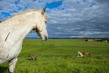 Obraz na płótnie Canvas Cute horses on an Icelandic plain.