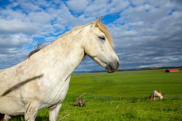 Obraz premium Cute horses on an Icelandic plain.