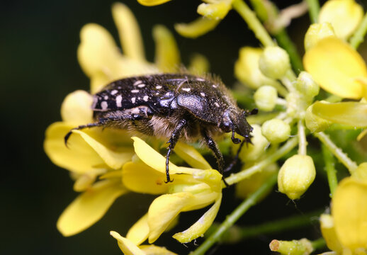oxythyrea funesta