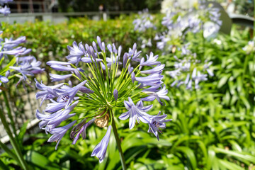 flowers in the garden