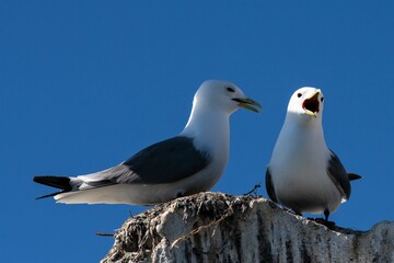 Zwei Black legged Kittiwakes, eine Mövenart,  auch als Genus Rissa bezeichnet, auf einem Vogelfelsen