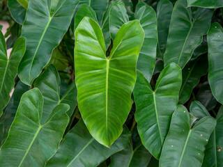 Green leaves stacked background .