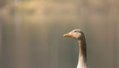 Goose Head A close up image of a goose head with an orange bill.