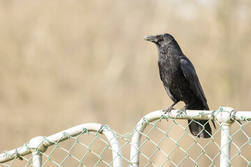 Carrion crow (Corvus corone) black bird perched on metal fence and looking left of camera isolated...