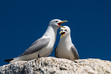 Zwei kreischende Black legged Kittiwakes, eine Mövenart,  auch als Genus Rissa bezeichnet, auf einem Vogelfelsen