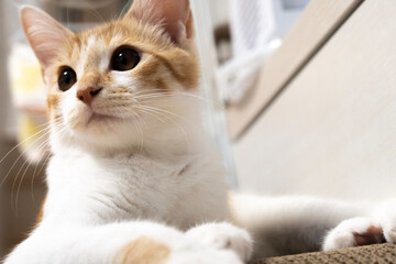 あっち向いている猫