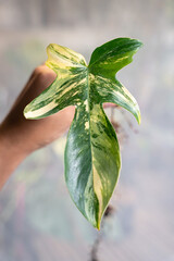 Philodendron Florida Beauty. hand holding a tree. spotted tree. beautiful tree.