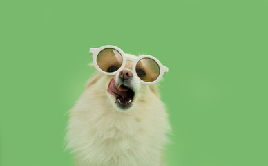 Portrait puppy pomeranian dog summer licking its lips with tongue. Isolated on green pastel background