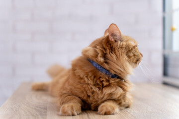 Ginger cat looking out the window.