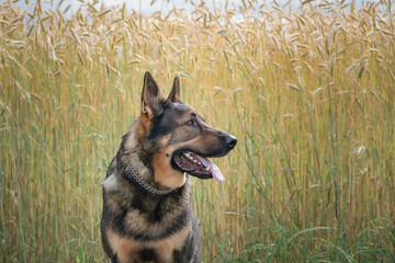 A beautiful thoroughbred East European Shepherd dog for a walk in the field.