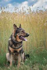 A beautiful thoroughbred East European Shepherd dog for a walk in the field.