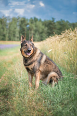 A beautiful thoroughbred East European Shepherd dog for a walk in the field.