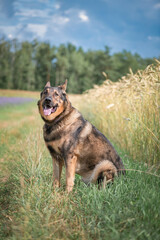 A beautiful thoroughbred East European Shepherd dog for a walk in the field.