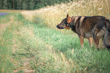 A beautiful thoroughbred East European Shepherd dog for a walk in the field.